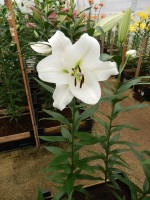 [4184 Topeka VH No01.JPG]